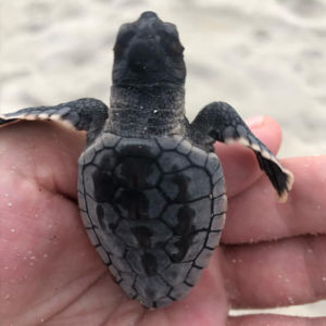 victoria-player-and-miami-beach-baby-turtle